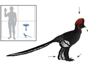 Epidexipteryx, 160 MYA Anchiornis, 160 MYA Unlikely that all the bird/coelurosaur synapomorphies are mistakes, lies, or convergence To suggest that coelurosaurs are derived birds ignores the