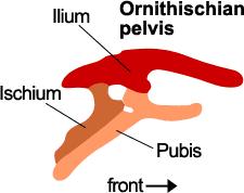 The big split in dino-diversity involves the orientation of the bones in the pelvis: ilium,