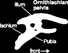 In the ORNITHISCHIANS, the pubis bone points backwards, as it does in modern birds (although as we