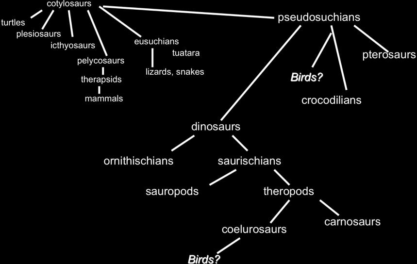 Seismosaurus Megalosaurus The structure of modern birds has been dramatically shaped by the demands of efficient, powered flight.