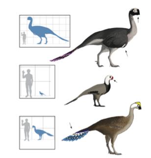 Gigantoraptor and related feathered dinosaurs (Cretaceous Period): Here s what Velociraptor probably really looked like: So, according to John Ostrom, Phil Currie, Jack Horner, Bob Bakker, and every