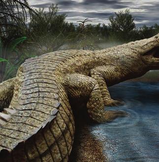 SuperCroc PETER WINKLER Out of Africa comes a giant reptile that lived with dinosaurs and ate them. We re stuck again!