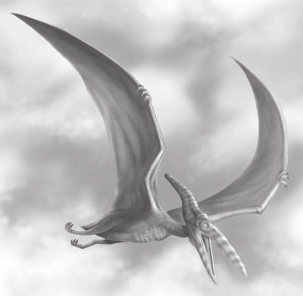 ... 49 Pteranodon The Pteranodon pictured here is a flying reptile, not a dinosaur, and has been classified as belonging to the Class: Reptilia; Infraclass: Archosauromorpha; Superorder: Archosauria;