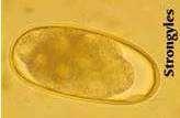 < The gastrointestinal nematodes (NGI) parasites in sheep Life cycle Environment (pastures) < Larvae (L3) Eggs >