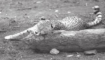 Literature Cited Balme, G., and Hunter, L. in press. Mortality in a protected leopard population, Ecol. Journal 6. Bradshaw, J., and Cameron-Beaumont, C. 2000.