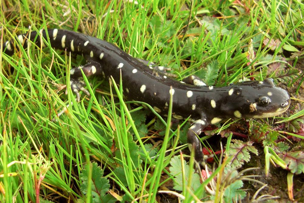 United States Fish and Wildlife Service The survival of the California tiger salamander (Ambystoma californiense) is threatened by heartier hybrids born of interbreeding with barred tiger salamanders
