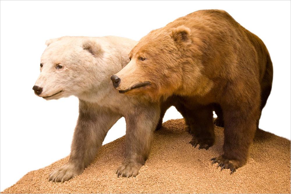 in an effort to conserve the species. But grizzlies and polar bears, as it turns out, have been mating since the species diverged hundreds of thousands of years ago.