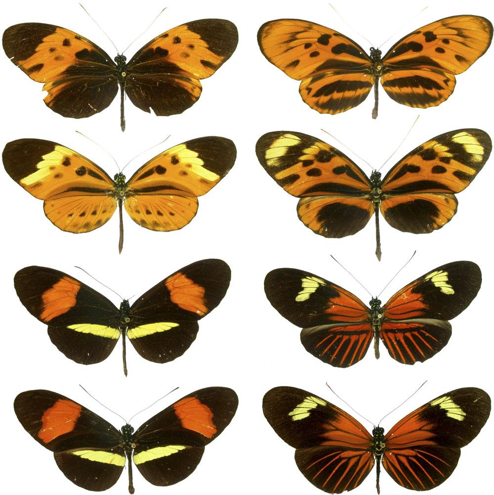 Repeating Patterns of Mimicry. Meyer A, PLoS Biology, Vol. 4/10/2006, e341 doi:10.1371/journal.pbio.0040341 Some species of Heliconius butterﬂies have similar patterns on their wings.