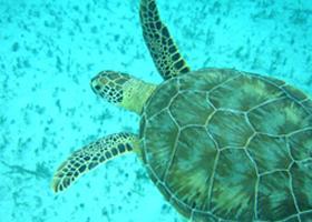 Help in the conservation and protection of some of the most appealing and fascinating marine creatures found in existence- sea turtles.