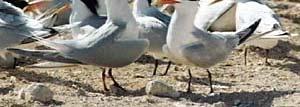Elegant terns breed on Isla Rasa videos http://www.