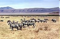 Portugal Imported zebra carriers New