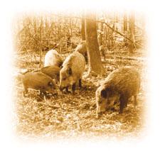 Some animals are more involved Waterfowl Carnivores Fox, Badger, feral & exotic Rodents Wild boars Newcastle dis., Influenza, Avian.