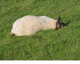 Sheep Medicines Phil Scott DVM&S, DipECBHM, CertCHP, DSHP, FRCVS Introduction Animal health and welfare are essential for efficient lamb production and disease control is a vital component of a