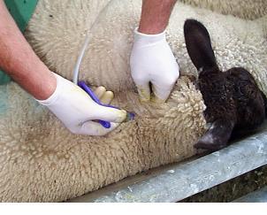 abscess at the injection site. A maximum of 20-25 sheep should be injected with one needle before it is changed (this number will often correspond to the number of doses in the bottle).