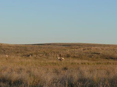 Group of pronghorn in native habitat