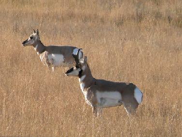 ACA A buck and doe pronghorn in a