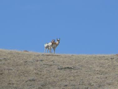 Pronghorn bucks on ridge