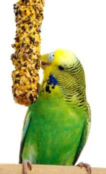 Nutrition Birds cannot live on seed alone! Pet birds have lived on plain budgie seed and water for many years without any known clinical signs of problems being seen by their owners.