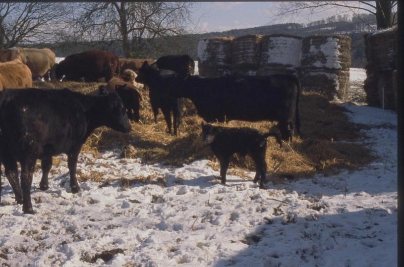 Effect of management system on health of beef calves