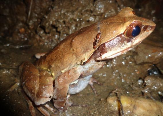 Fingers are free with large discs. Toes have large discs and fully webbed. Another adult frog was found but body was bluish black.
