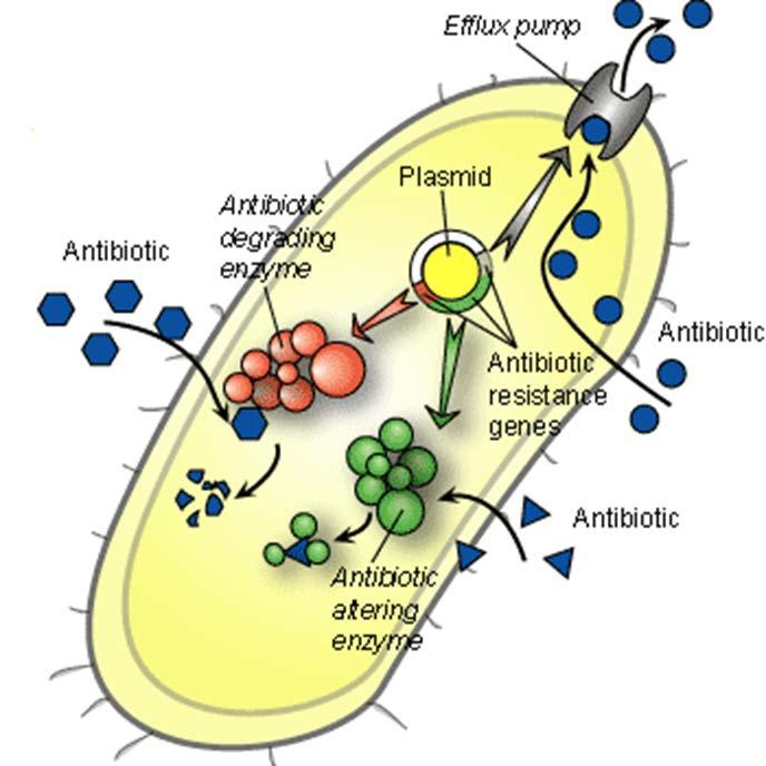 Mechanisms of antibiotic resistance Reduce exposure Pump antibiotics out Increase cell barriers to block entry Change their cell structure