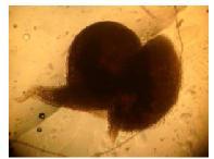 Halajian et al. : Gastrointestinal Helminths of Magpies Fig. 1: Acuaria anthuris. Female worm from Gizzard Fig.