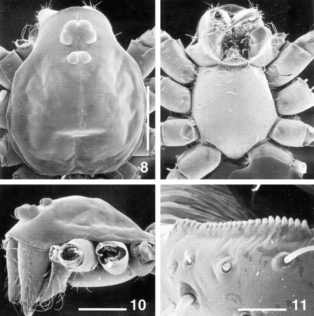 242 THE JOURNAL OF ARACHNOLOGY Figures 8 11. Calileptoneta sp., female from Mt. Diablo. 8. Carapace, dorsal. 9. Cephalothorax, ventral. 10. Cephalothorax, lateral. 11. Right palpal coxa showing serrula.