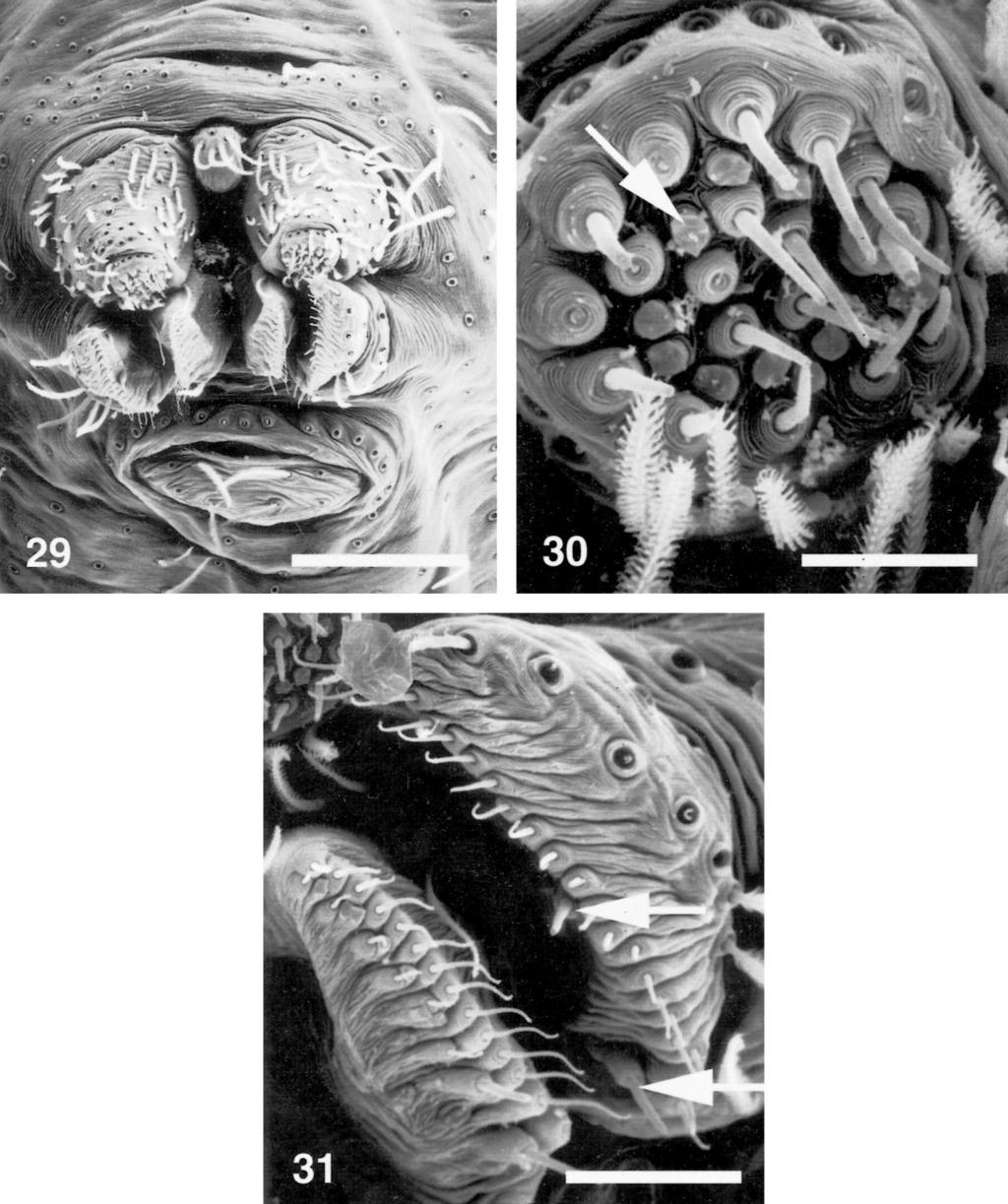 248 THE JOURNAL OF ARACHNOLOGY Figures 29 31. Calileptoneta sp., female from Mt. Diablo, spinning organs. 29. Ventral. 30. Left ALS, arrow to tartipore. 31. Left PLS, PMS, arrows to cylindrical gland spigots.