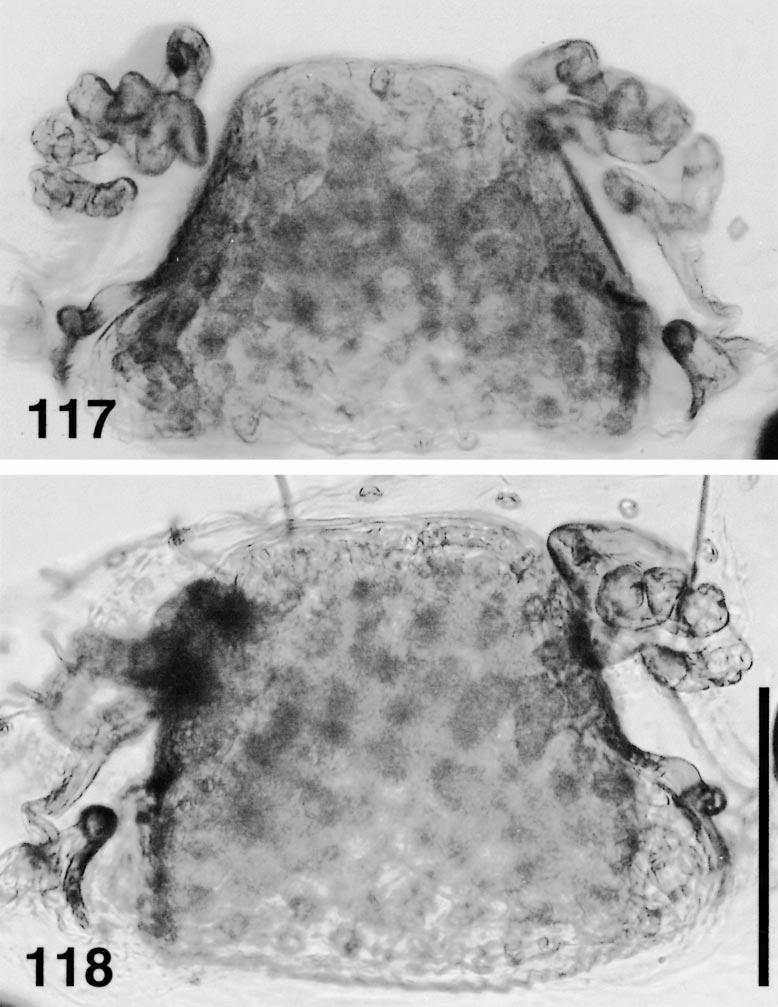 LEDFORD REVISION OF CALILEPTONETA 265 Figures 117 118. Calileptoneta cokendolpheri new species, female genitalia, ventral. 117 118. Females from H. J. Andrews, showing intraspecific variation.