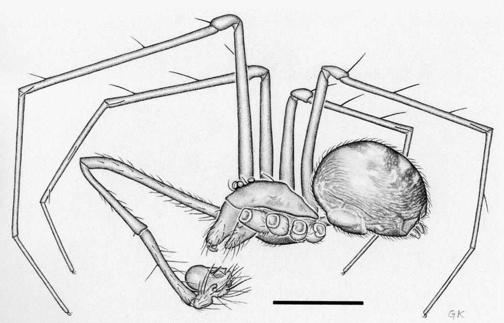 LEDFORD REVISION OF CALILEPTONETA 237 Figure 5. Calileptoneta noyoana (Gertsch), male, lateral from Fort Bragg. Scale bar 1.0 mm. Illustration by VK. are the distributions of C. noyoana and C.