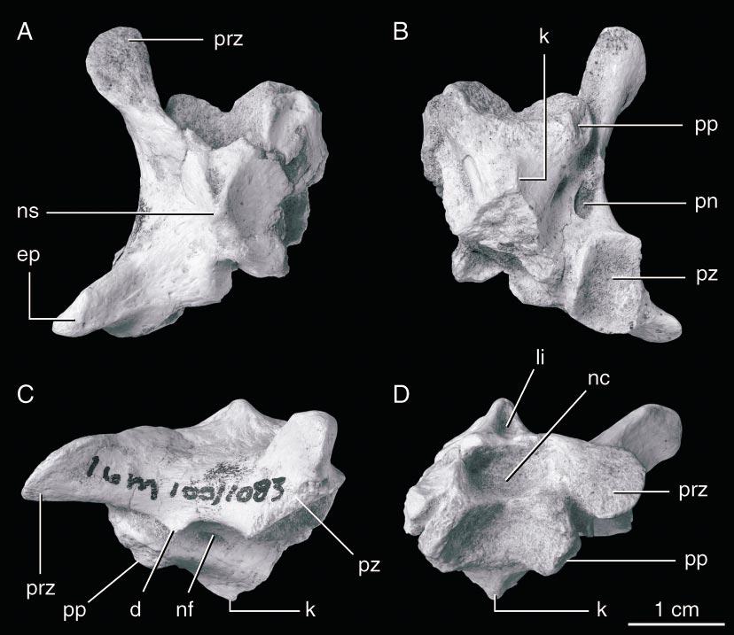 2004 NORELL AND HWANG: TROODONTID FROM UKHAA TOLGOD 5 Fig. 3. The anterior cervical of IGM 100/1083 in (A) anterior, (B) left lateral, (C) ventral, and (D) dorsal views. nutrient foramina.