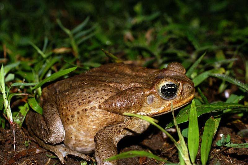 Rhinella marina (Cane Toad or Crapaud) Family: Bufonidae (True Toads) Order: Anura (Frogs and Toads) Class: Amphibia (Amphibians) Fig. 1. Cane toad, Rhinella marina. [http://a-z-animals.