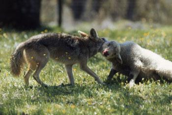 DISEASE Coyotes can be reservoirs of numerous bacterial and viral diseases that can spread to humans.