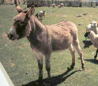 Recommended Guidelines for Improving Success Rate of Donkeys 27 Guard donkeys should be selected from medium to large size stock. Do not use extremely small or miniature donkeys.