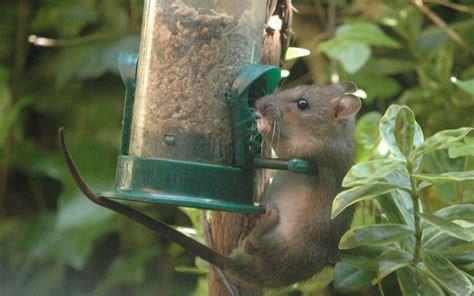 Remove bird feeders, place them out in the open and away from foliage, or bring them