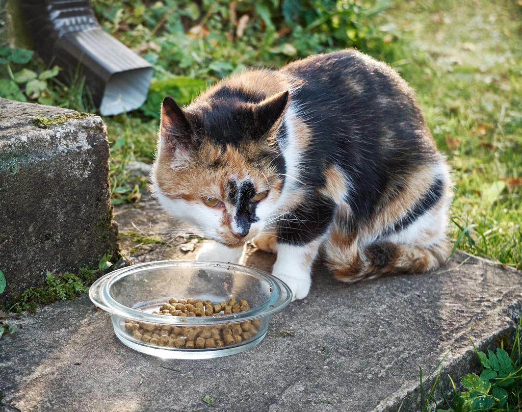 REMOVE FOOD SOURCES Limit outdoor feeding of domestic animals.