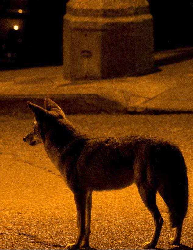 IDENTIFICATION AND BEHAVIOR Naturally most active during the day or during dawn and dusk To avoid people, urban coyotes are most active at night During spring and summer