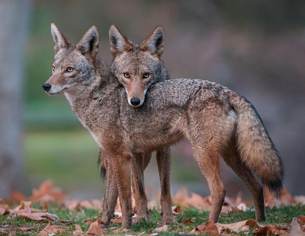 IDENTIFICATION AND BEHAVIOR Coyotes live in packs led by a dominant pair Coyotes are considered monogamous and pair for life Both