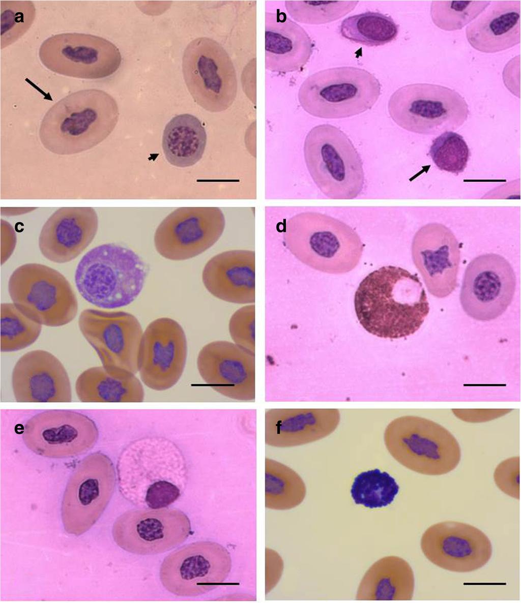 Lisičić et al. Zoological Studies 2013, 52:11 Page 5 of 9 Figure 1 Blood cells of Vipera ammodytes ( 1,000 magnification).