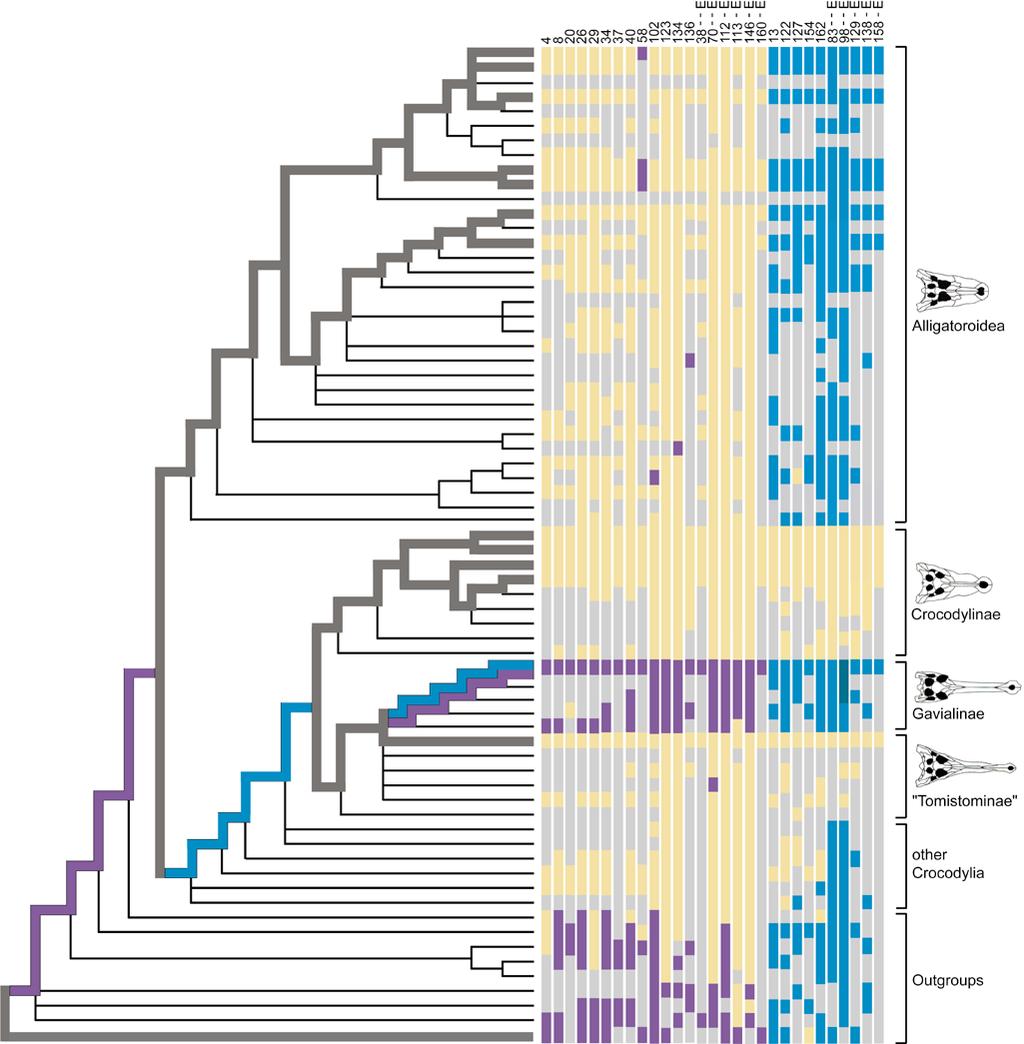 2003 GATESY ET AL. COMBINED EVIDENCE PHYLOGENY OF CROCODYLIA 413 FIGURE 5. Potential taxic atavisms in gavialines mapped onto the strict consensus tree for the combined matrix.
