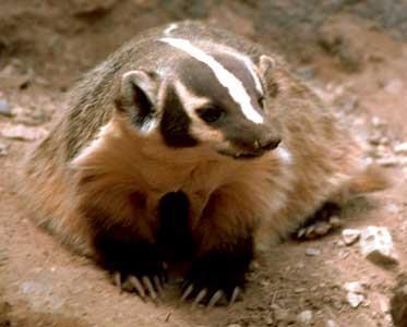 Ringtail: Badger: Javelina: Also called miner s cat