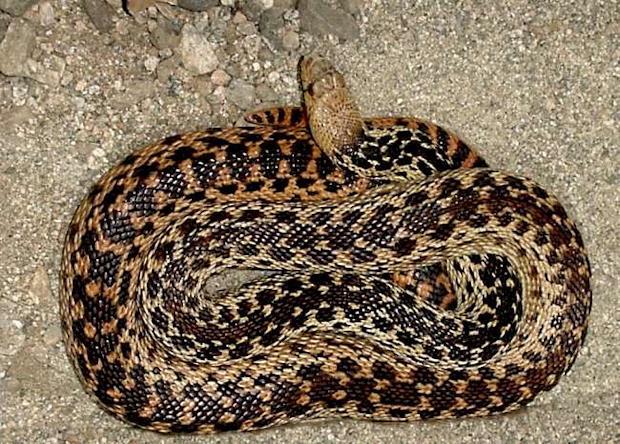 Snake: Eats other snakes immune To venom