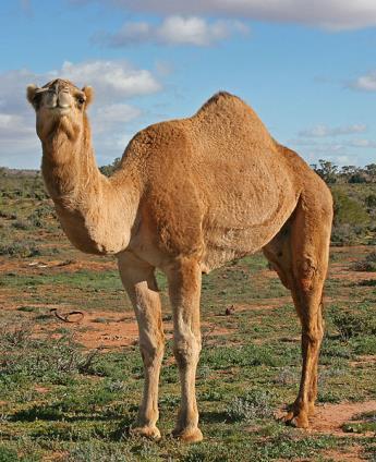 Jaw Dromedary (one hump) sahara desert