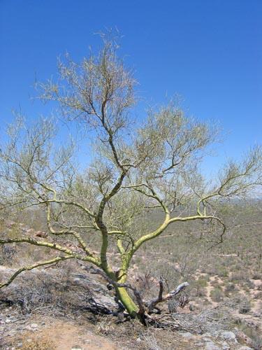 Palo Verde: Mesquite Saguaro: Green Stem State
