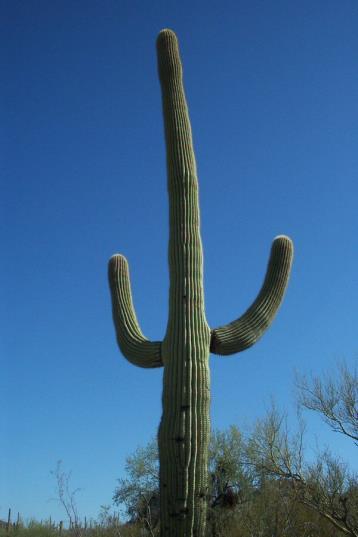 (washes) Nurse plant for Saguaro cactus