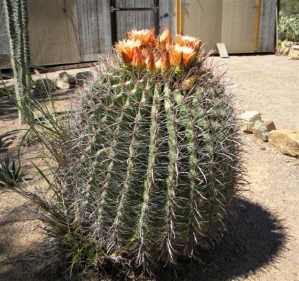 Beavertail Cactus: Mojave Prickly Pear: Not