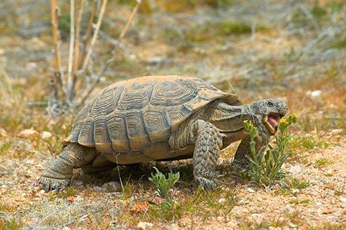 Mojave Desert Animals: Desert Tortoises: Red-tailed