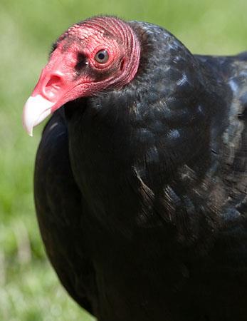 Virus (pet trade) 4 ft wingspan Ravens 3.