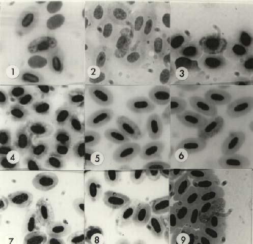 34 Figure 3-1. Haemoproteus spp. of the Brachypteraciidae, Vangidae, and Dicruridae. (1,2) H. goodmani macrogametocytes, (3) H. forresteri macrogametocyte, (4) H.