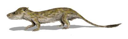 Class mammalia From synapsids therapsids Therapsids were transitional mammal-like reptiles Nocturnal niche that dinosaurs didn t dominate Increased metabolism to keep warm (bugs) Chewing